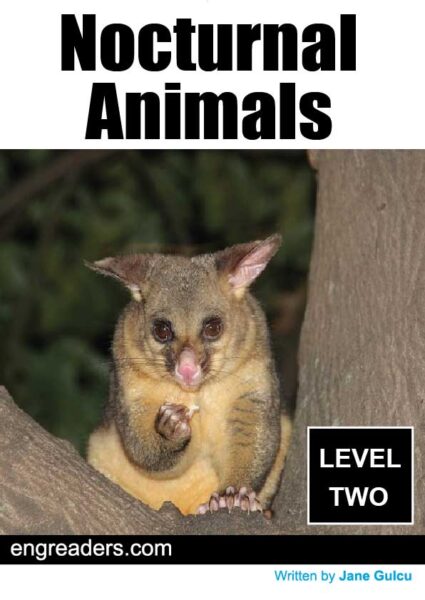 Nocturnal Animals